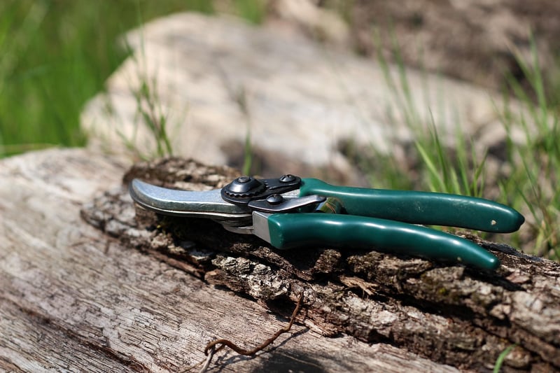 Pruning Essentials