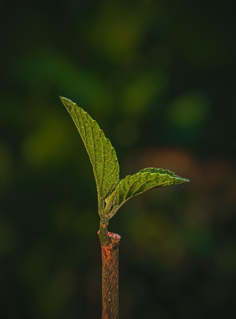 Vertical Garden Image