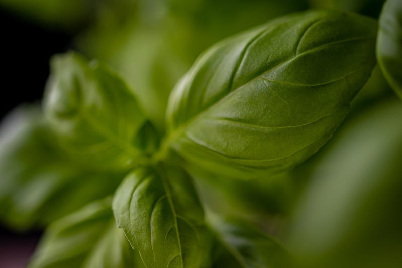 Herbs in vertical garden