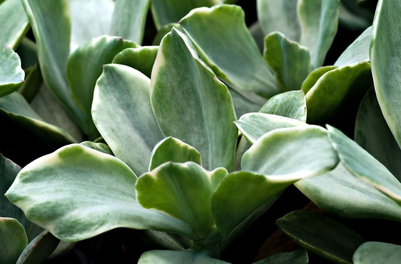 Succulent Wall Display
