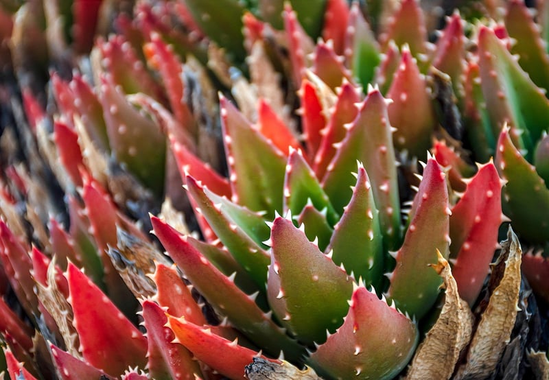Succulents in vertical garden