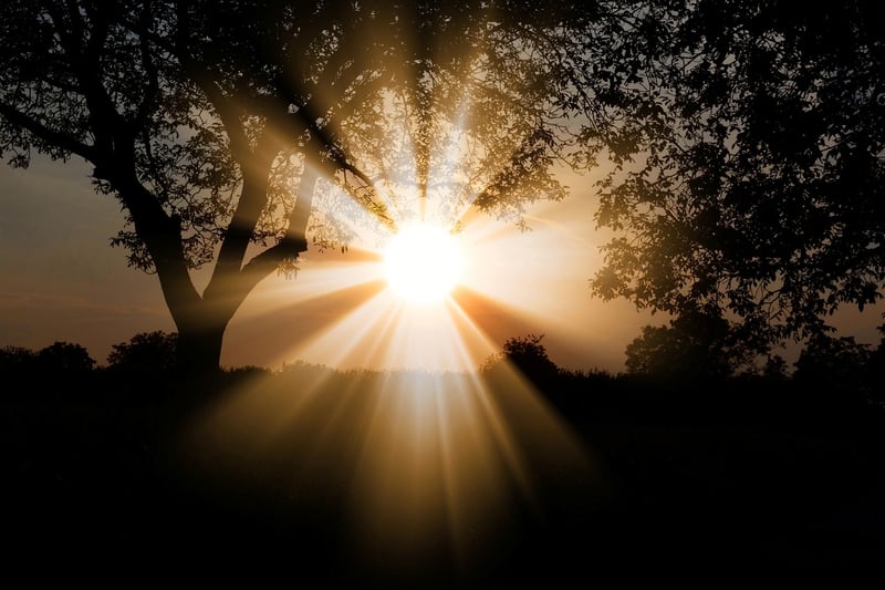 Sunlight in a garden